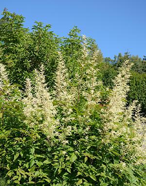 Goatsbeard – Leichtigkeit und Freude (Alaskan Essences)
