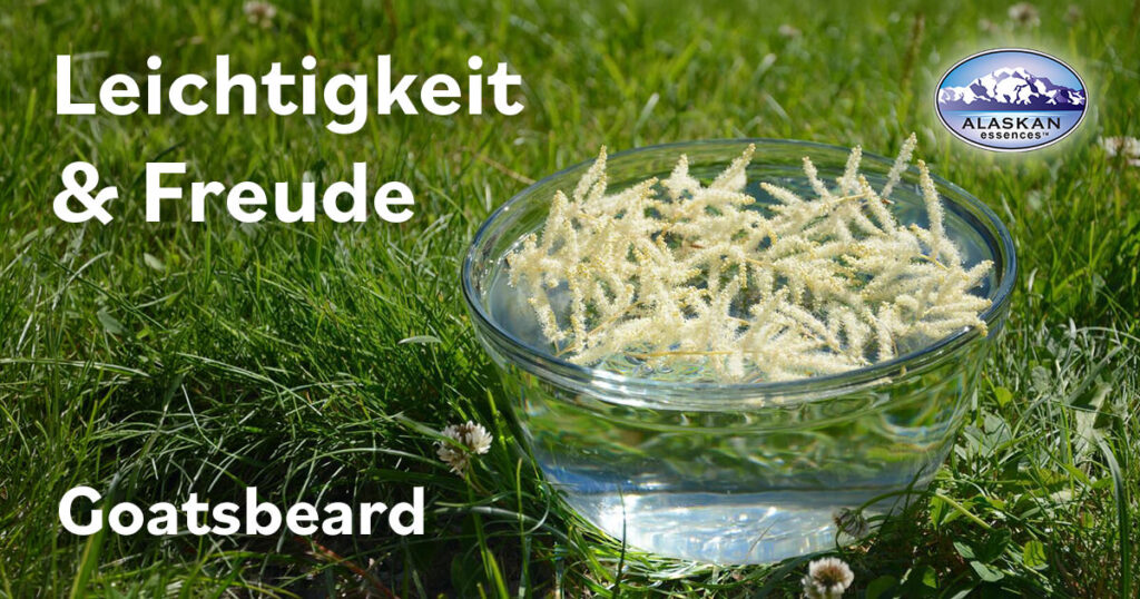 Goatsbeard – Leichtigkeit und Freude (Alaskan Essences)