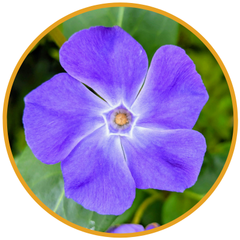 Violette Blüte als Symbolbild für Blütenessenzen und Herzöffnung