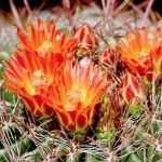 Blühender Candy Barrel Cactus von Desert Alchemy