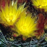 Blühender Compass Barrel Cactus von Desert Alchemy