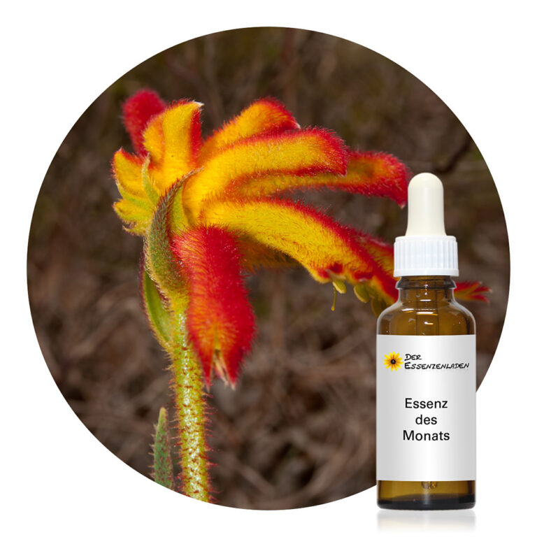 Catspaw Blütenessenz von Living Essences of Australia