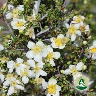 Desert Alchemy: Klarheit, innere Sicherheit und Bewusstsein