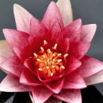 Pink Pond Lily (Desert Alchemy)