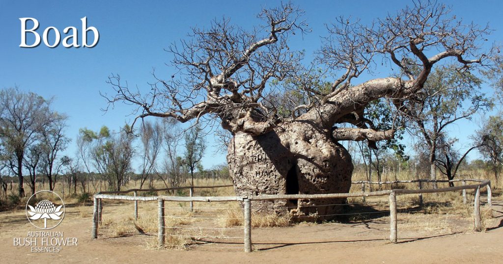 Boab-Baum in Australien, Australische Buschblüten Essenzen