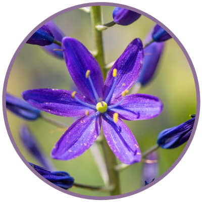 Violette Blüte der Blue Camas Blütenessenz von Pacific Essences