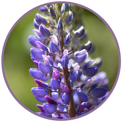 Violette Blüten der Blue Lupin Blütenessenz von Pacific Essences