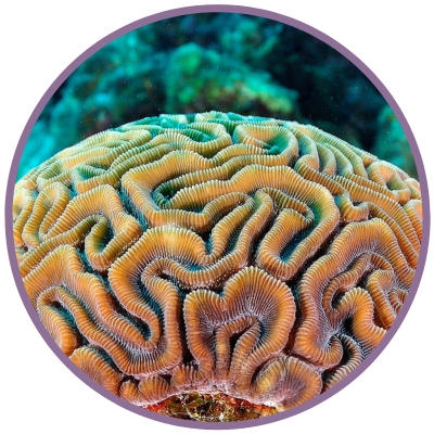 Koralle für die Coral Meeresessenz von Pacific Essences