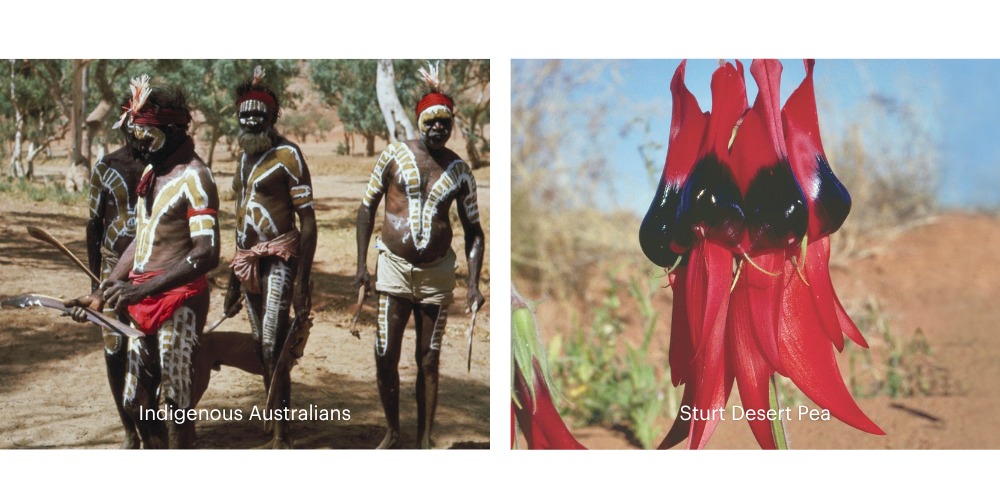 Indigene Australier und Sturt Desert Pea – historische Bezüge zur Nutzung von Blütenessenzen