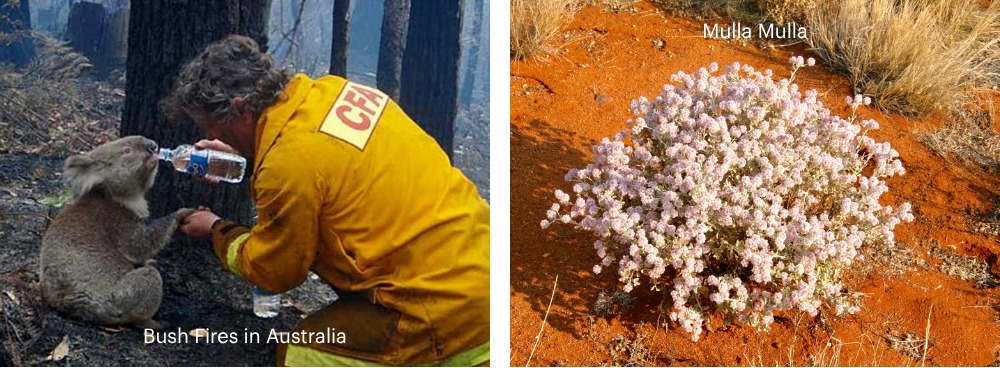 Buschbrände in Australien und die Mulla Mulla Blütenessenz