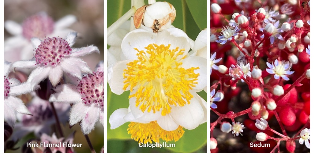 Pink Flannel Flower, Calophyllum und Sedum der Australischen Buschblüten Essenzen