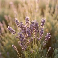 Lavender: Finde Ruhe nach Überforderung und Reizflut