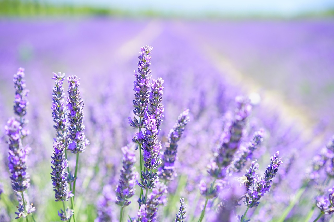 Weites Lavendelfeld mit violetten Blüten im Wind