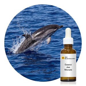 Mehr über den Artikel erfahren Dolphin: Bewahre Lebensfreude, wenn die Welt schwer wird
