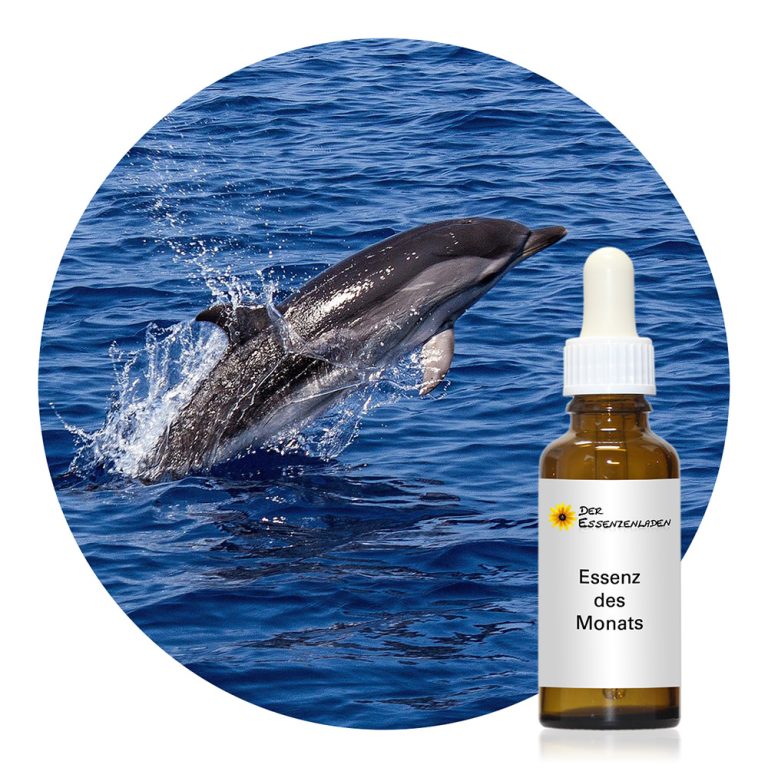 Dolphin: Bewahre Lebensfreude, wenn die Welt schwer wird (Wild Earth Tieressenzen)