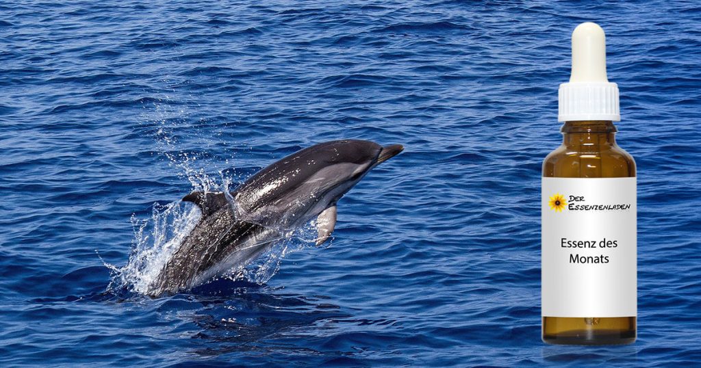 Dolphin: Bewahre Lebensfreude, wenn die Welt schwer wird (Wild Earth Tieressenzen)