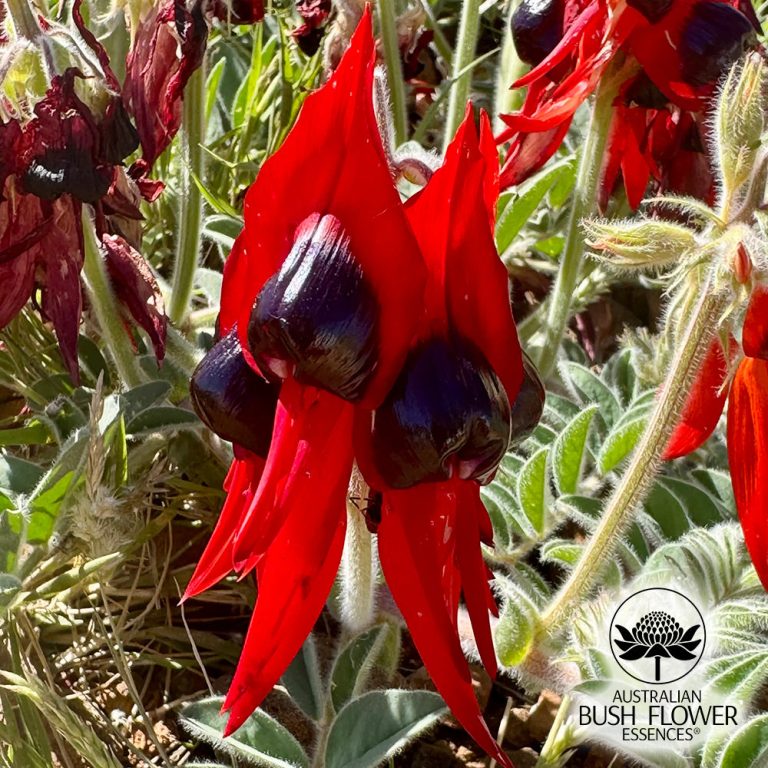 Rote Sturt Desert Pea Blüten mit schwarzem Zentrum und gefiederten Blättern – Australische Buschblüten Essenzen