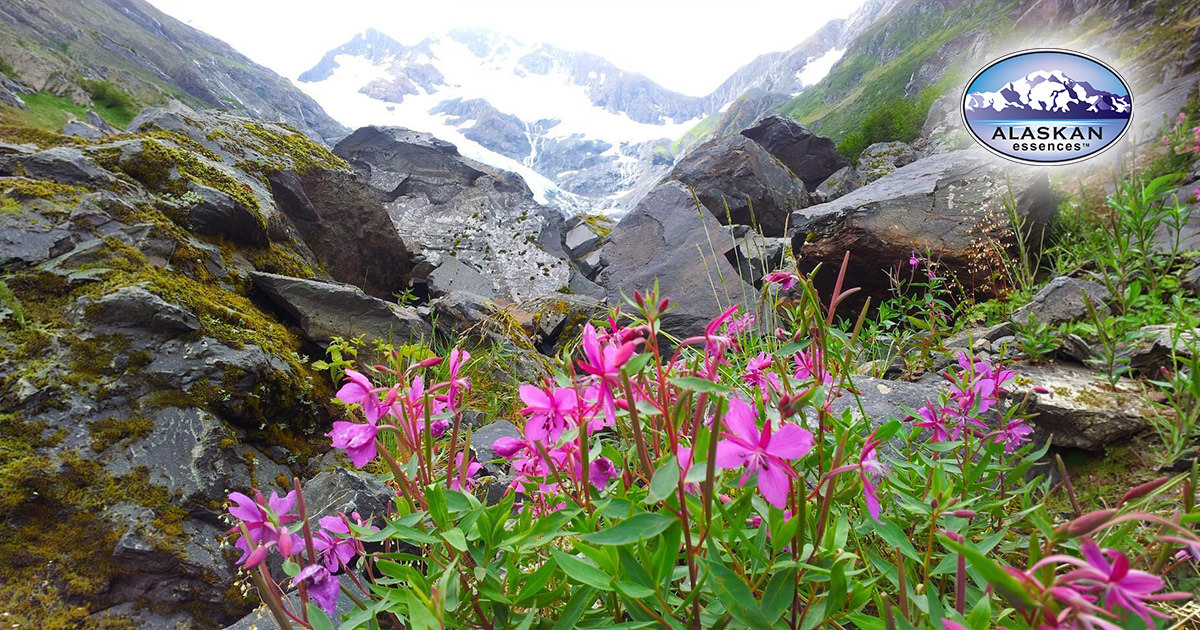 River Beauty vor Alaskas Gletschern – Blütenessenz bei starken Gefühlen
