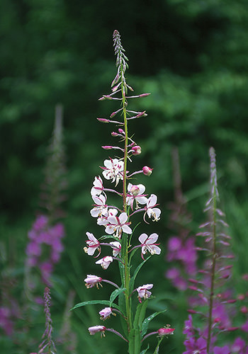 Weiße Blüte von White Fireweed (Alaskan Essences)