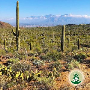 Finde neue Perspektiven und innere Klarheit (Desert Alchemy)