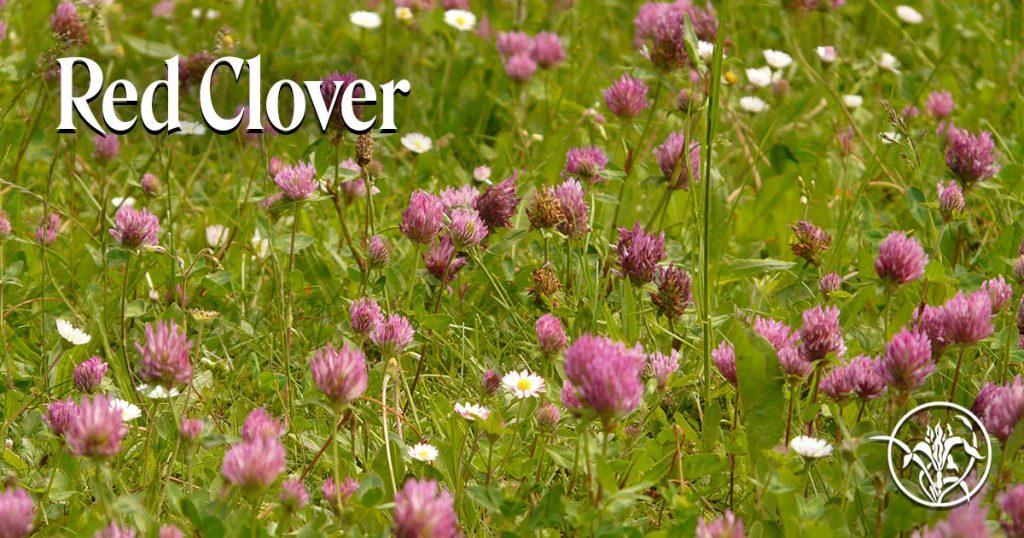 Red Clover: Bewahre Ruhe bei kollektiver Angst (FES Kalifornische Blütenessenzen, Flower Essence Services)