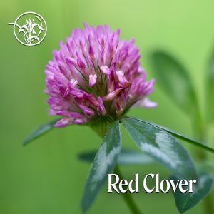Red Clover: Bewahre Ruhe bei kollektiver Angst (FES Kalifornische Blütenessenzen, Flower Essence Services)