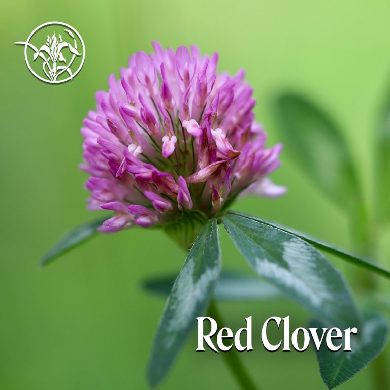 Red Clover: Bewahre Ruhe bei kollektiver Angst (FES Kalifornische Blütenessenzen, Flower Essence Services)